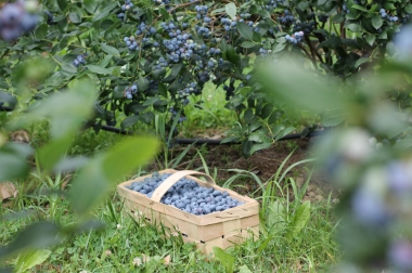 produzione e distribuzione di materiale vivaistico Polonia 9