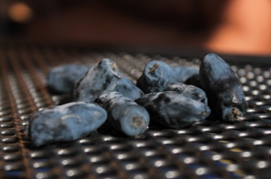 produzione e distribuzione di materiale vivaistico Polonia 11