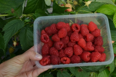 produzione e distribuzione di materiale vivaistico Polonia 12