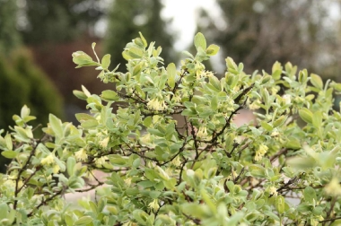 produzione e distribuzione di materiale vivaistico Polonia 14