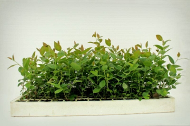 produzione e distribuzione di materiale vivaistico Polonia 15