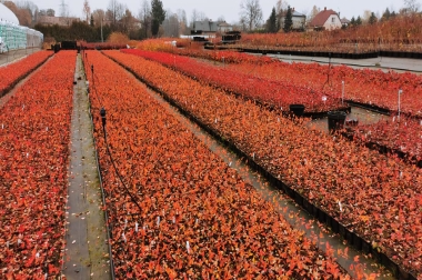 produzione e distribuzione di materiale vivaistico Polonia 16