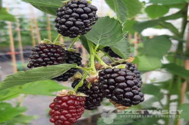 produzione e distribuzione di materiale vivaistico Polonia 18