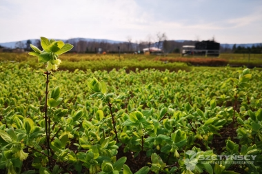 produzione e distribuzione di materiale vivaistico Polonia 19